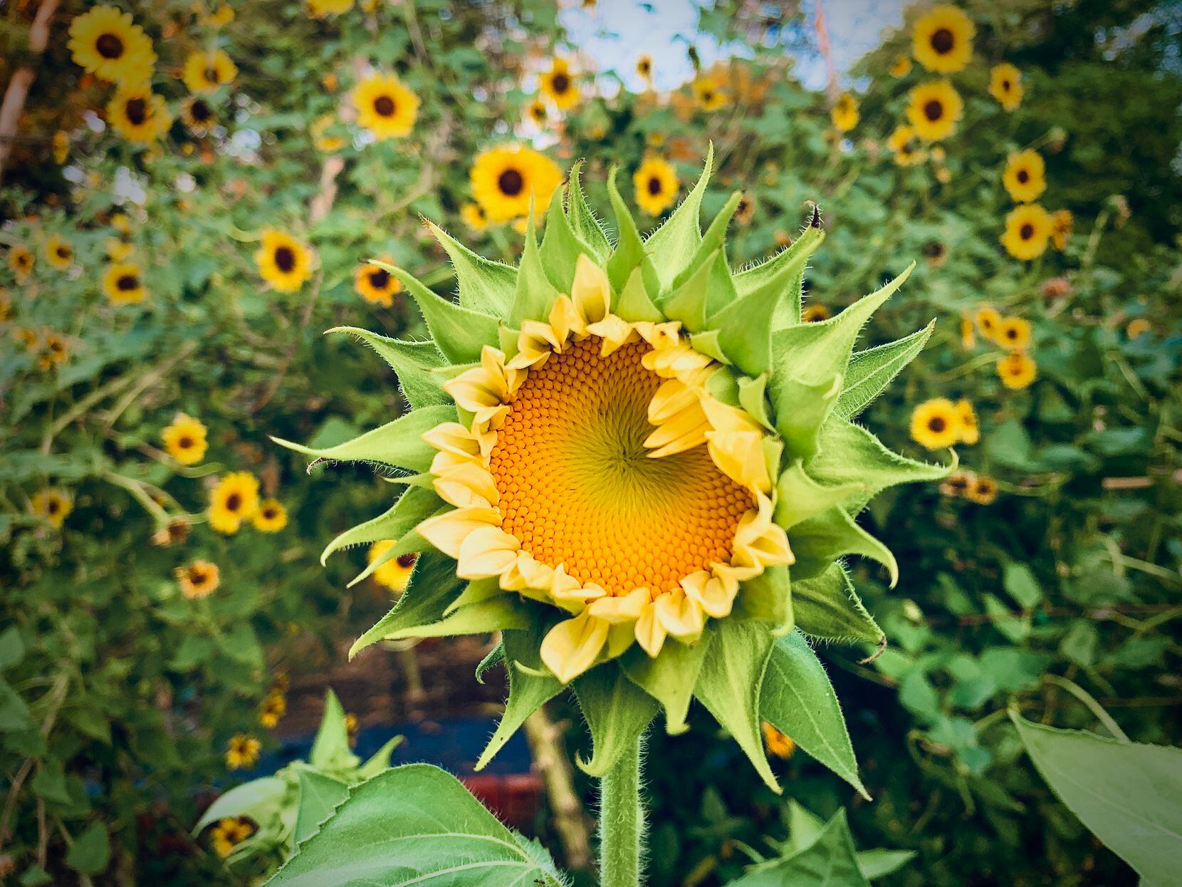 A sunflower opens up in a garden.
