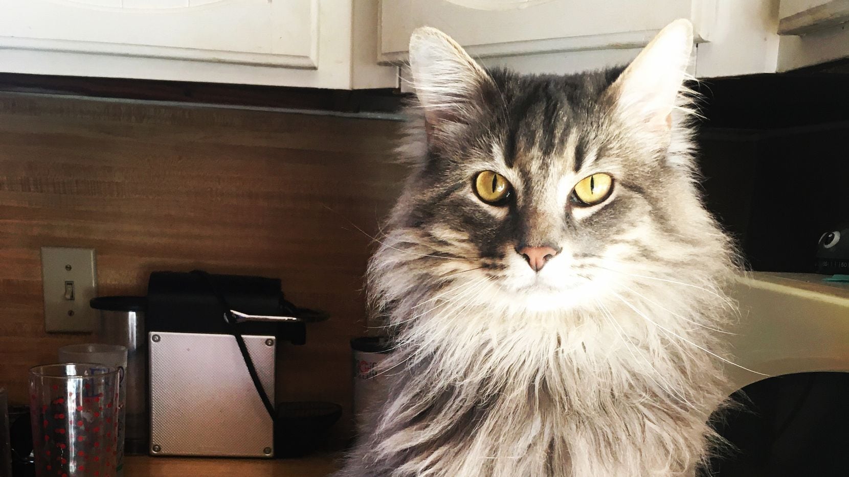 Wallace the cat belongs to Dallas author Sarah Hepola and they are spending significantly more time together, Hepola says, with perhaps mixed results for Wallace.