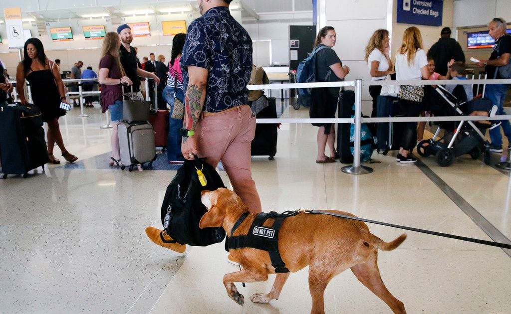 are dogs allowed in dfw airport