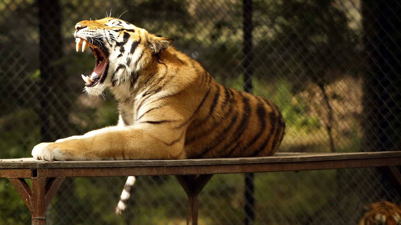 The Bengal Tiger is the new King of the Big Cats : r/badassanimals