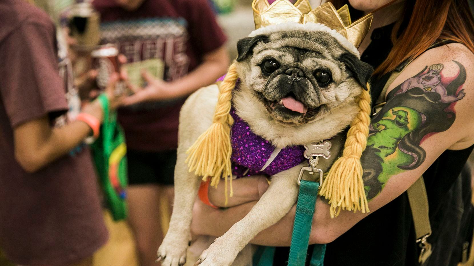 Febee, dressed as Rapunzel, was held by owner Katrina Kinne of Dallas at last year's Pug-O-Ween at the Grapevine Convention Center. (Daniel Carde/The Dallas Morning News)