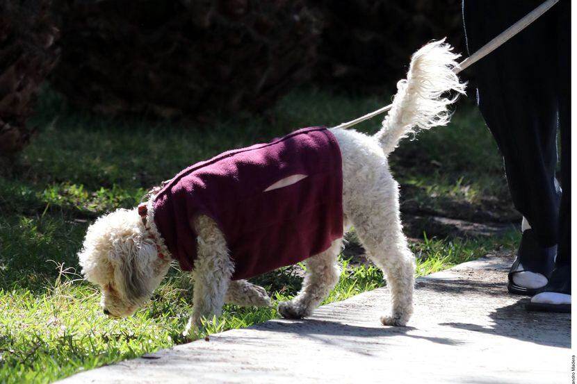 Foto de un poodle con suéter.