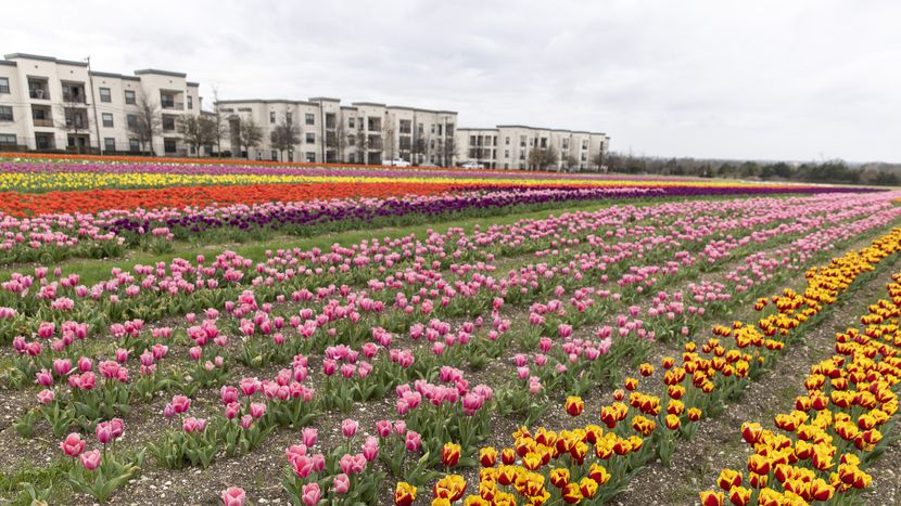 Los tulipanes plantados por Poston Gardens de Waxahachie estallan de color en un campo...