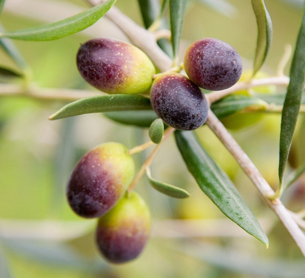 Olives still on the tree at McEvoy Ranch ripen from green to dark red or black.