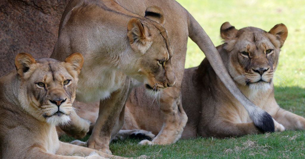 Three female lions sit in their new habitat at the Audubon Zoo in New Orleans. The zoo...