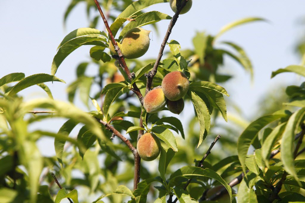 A peach tree starting to bear fruit