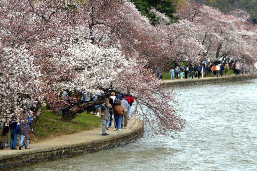 Cherry blossoms emerge each spring around the Tidal Basin in Washington, D.C.