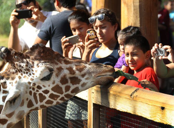 Dallas Zoo giraffe "Augie" spent some quality time with the crowd as he snacked on lettuce...