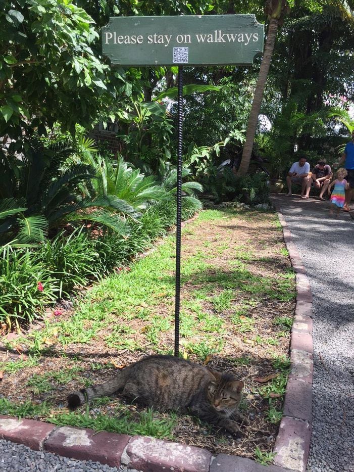 Another feline resident at the Hemingway Home in the spring. MUST CREDIT: Karin Brulliard.