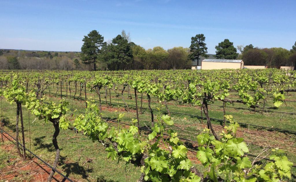 3 award-winning Texas wineries where you can stay the night