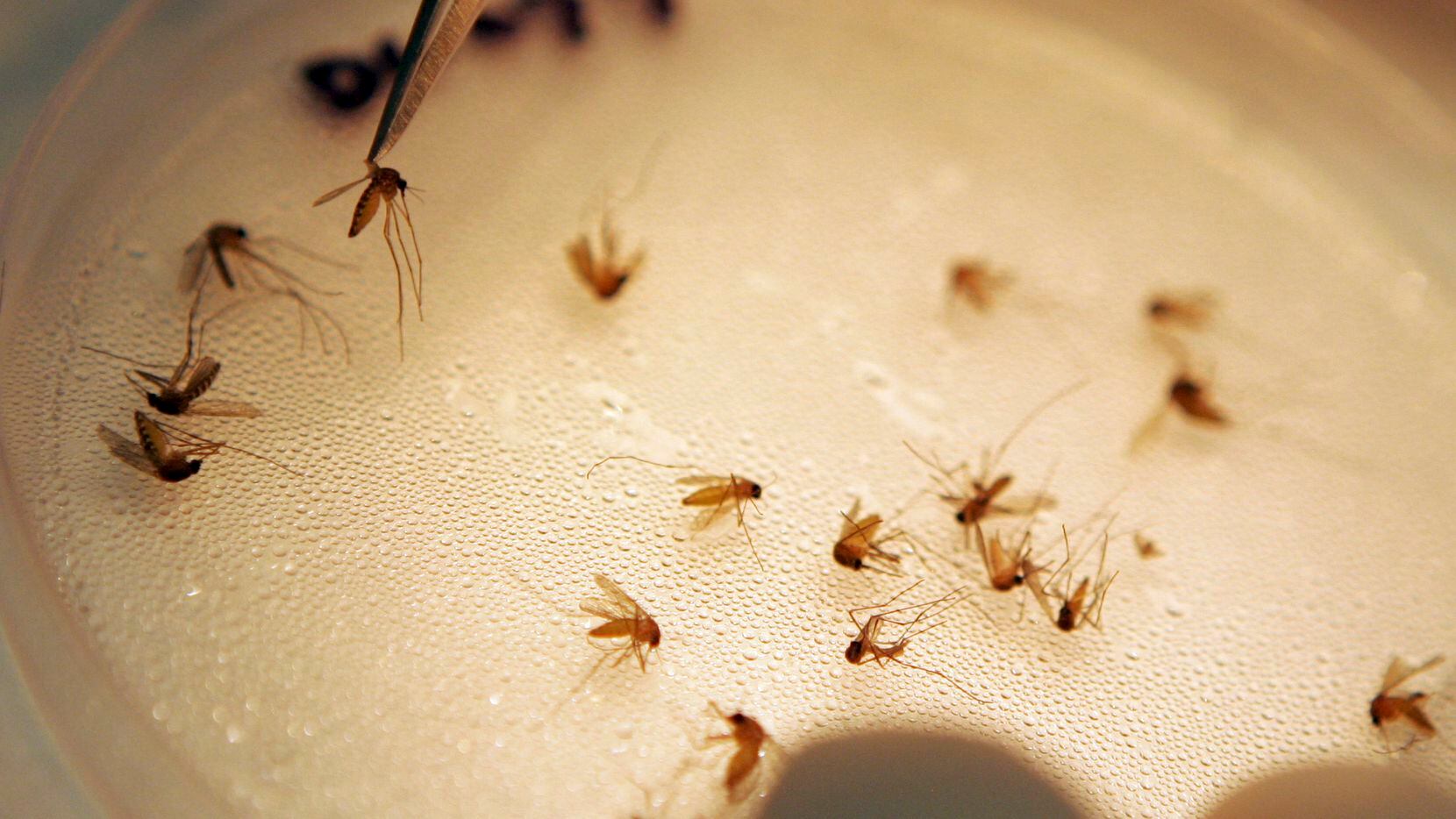 McKinney will spray for mosquitos Thursday after a sample tested positive for West Nile virus.