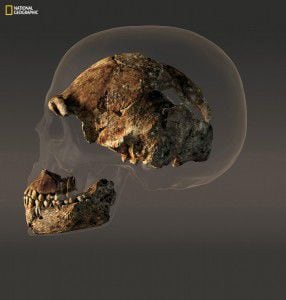  The braincase of a composite male skull of H. naledi, a new human relative announced...