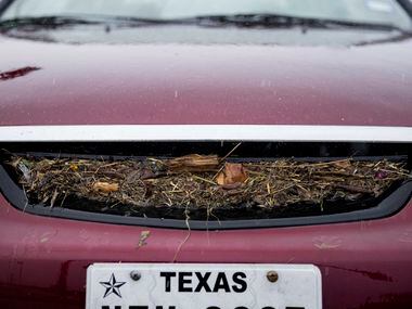 A stalled car sits with foliage in its grill at from the flooded road at Military Parkway...