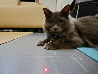 Bernice, a cat up for adoption and playtime rental, plays with a laser pointer during...