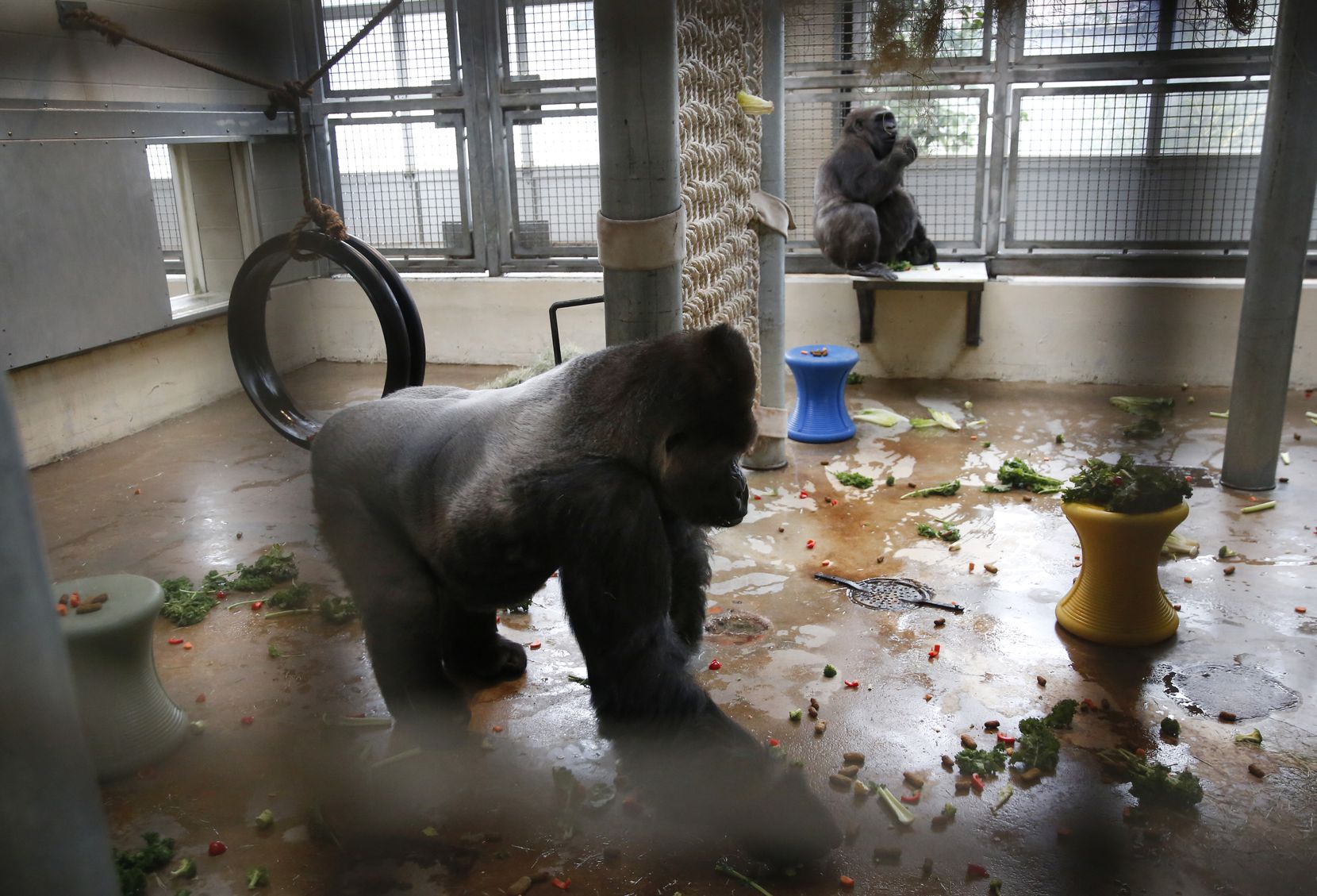 Subira, a silverback gorilla, walks across the heated behind-the-scenes gorilla building at the Dallas Zoo in 2019.