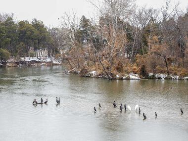 Birds rest over icy water at White Rock Lake in Dallas on Wednesday, Feb. 1, 2023. Dallas...