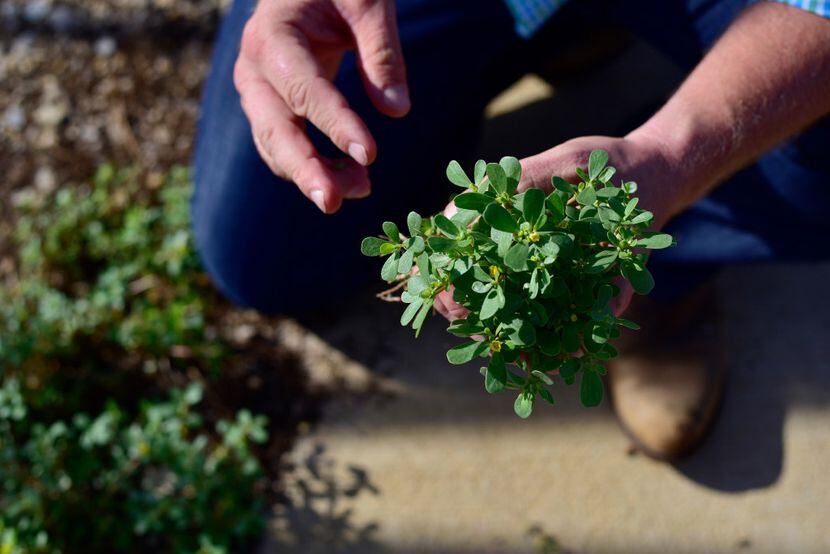 Daniel Cunningham forages for edible stems and leaves of purslane.