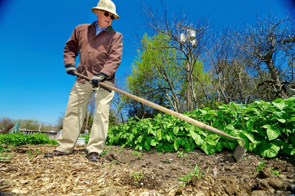 Donation garden manager Robert Gross removes weeds from growing around potato plants at the...