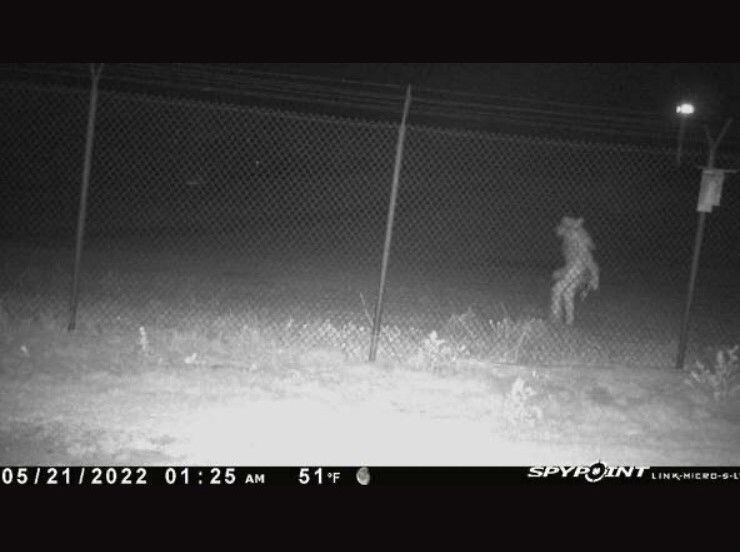 Imagen tomada por las cámaras de seguridad del Amarillo Zoo de Texas la madrugada del 21 de...