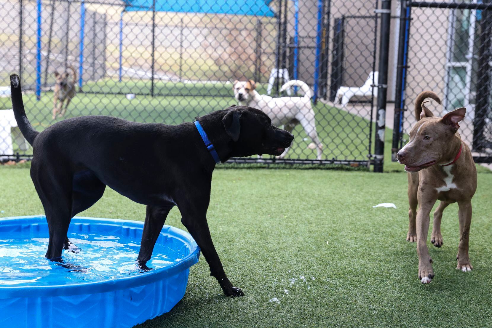 Dogs play outdoors during a behavior assessment session at Dallas Animal Services on Wednesday.