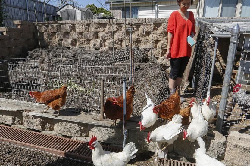 Helen Ming junto a sus gallinas en Irving. El Concejo quiere limitar el número de gallinas y...