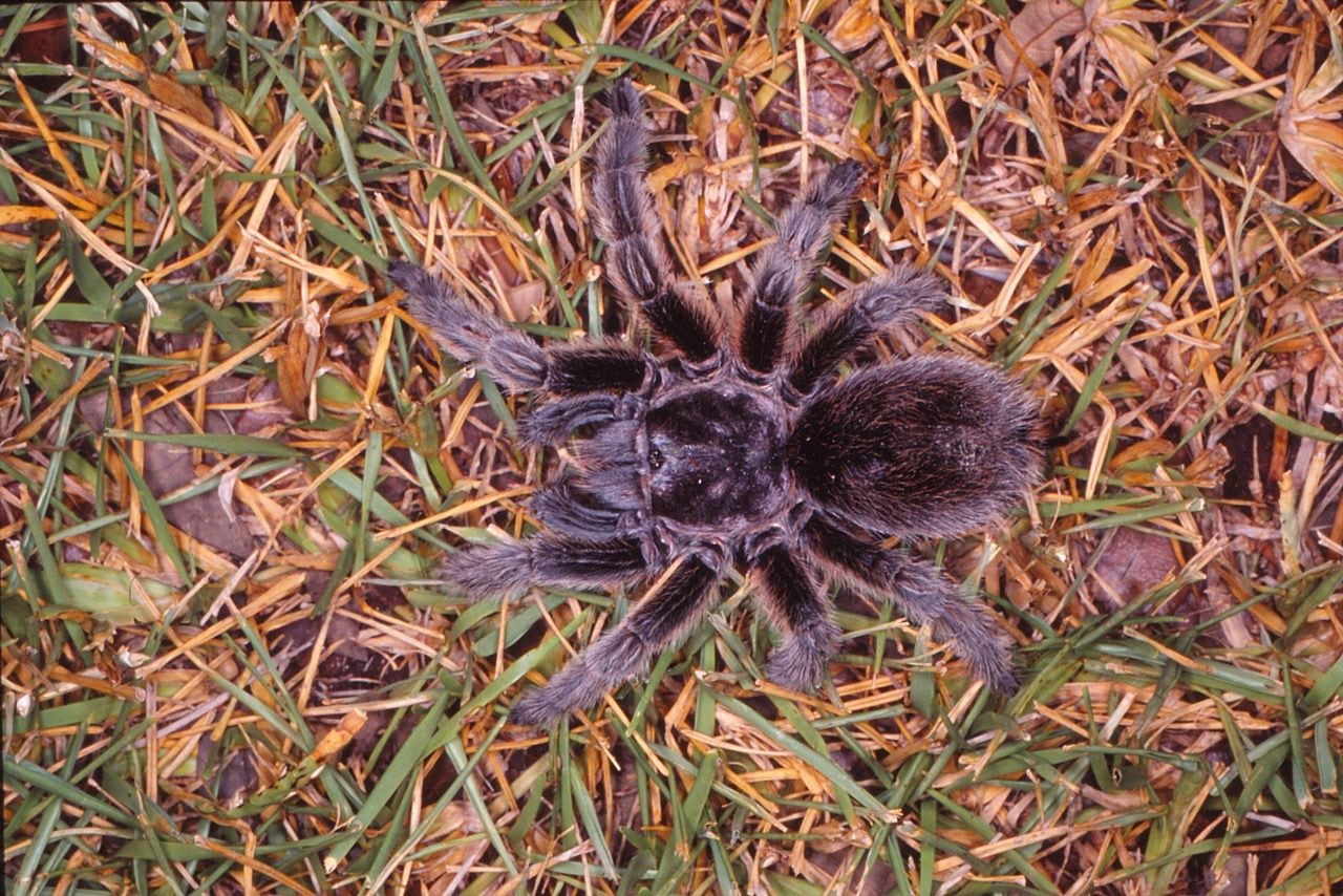 Tarantule mogą wyglądać groźnie, ale takie nie są.