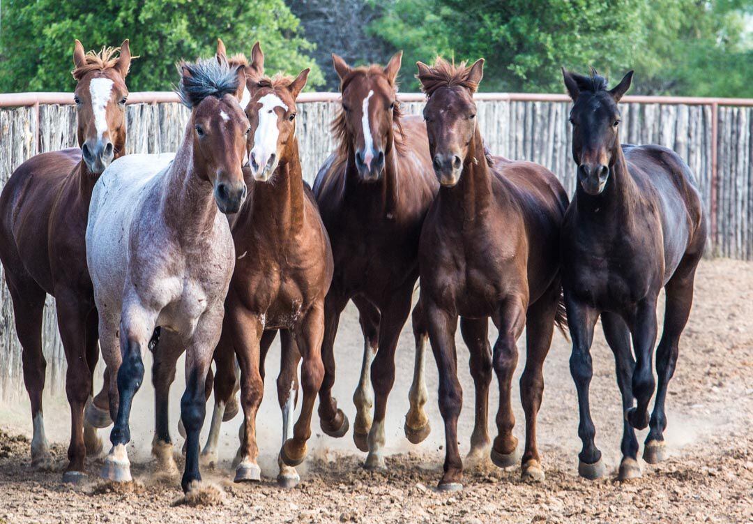 
Darren Blanton owns 45 horses from High Brow Cat’s line. The 1,300-plus offspring have...