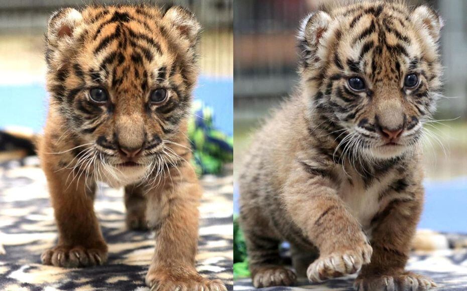 Twice as nice! Dallas Zoo welcomes twin Sumatran tiger cubs 4 months after  1st cub birth in 73 years