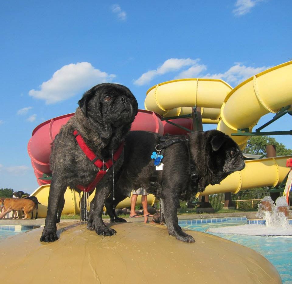 This year's Pooch Plunge at Wet Zone in Rowlett is Sunday.