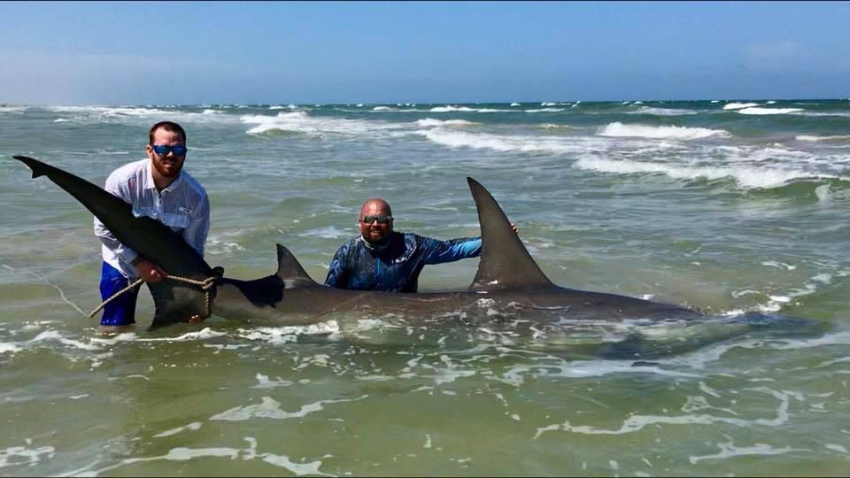 Large tiger shark caught on North Padre Island