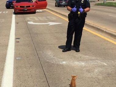 Arlington police Officer Austin Kidd and the kitten he helped save.