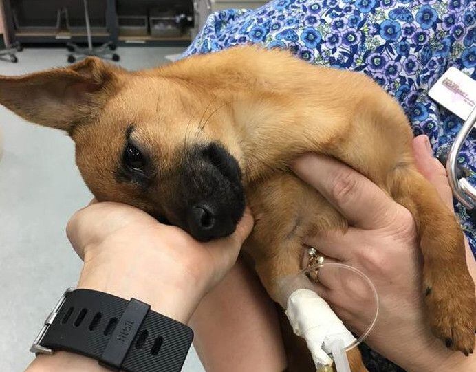 Un perrito que sobrevivió una sobre dosis de drogas fue nombrado “K9 honorario”/ Cortesía
