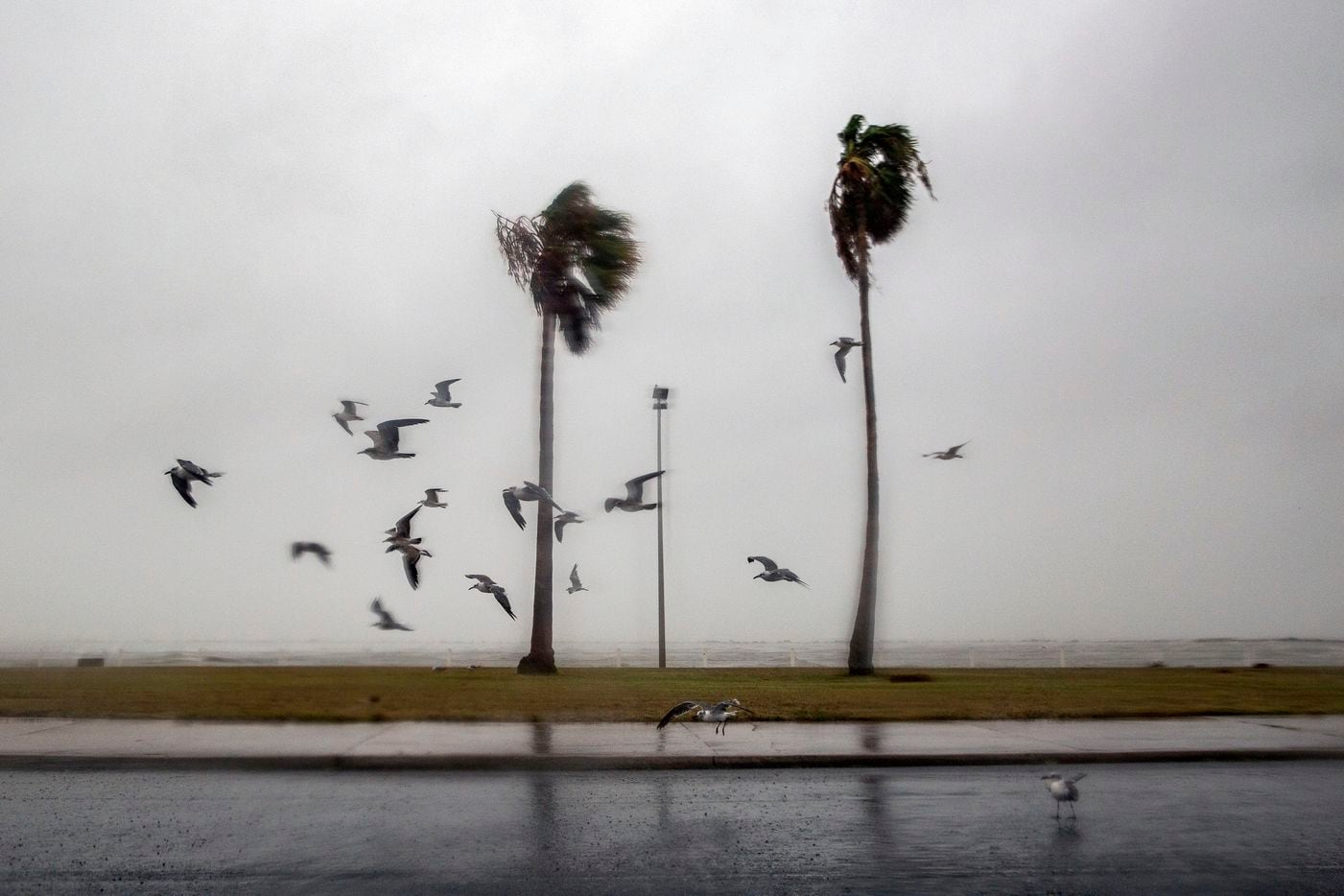 Birds take flight as heavy rains and winds battered the shoreline in Corpus Christi, Texas,...