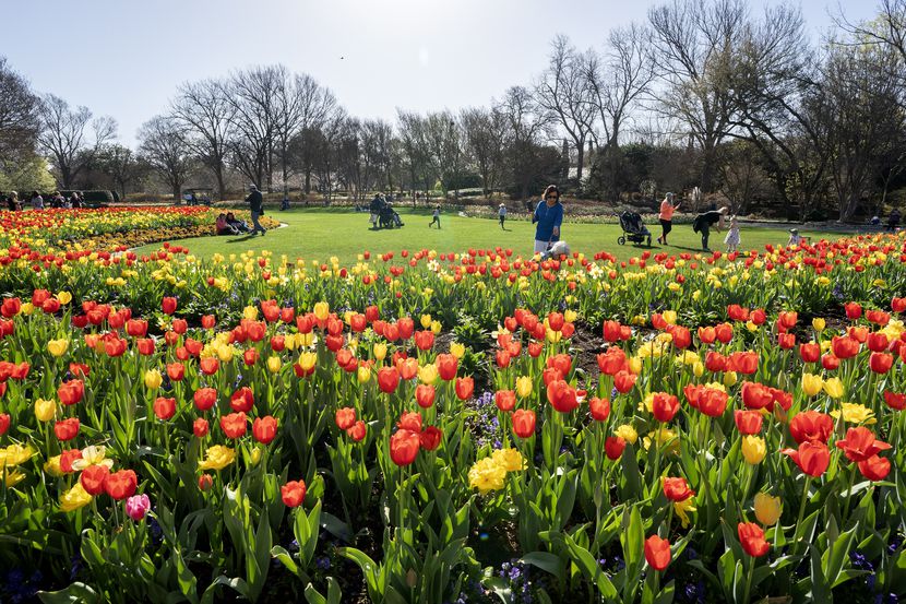 El Arboretum ofrece su paisaje de miles de tulipanes hasta mediados de abril.