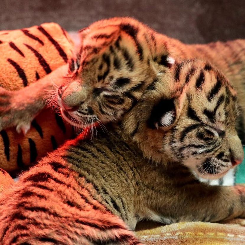 Twice as nice! Dallas Zoo welcomes twin Sumatran tiger cubs 4 months after  1st cub birth in 73 years