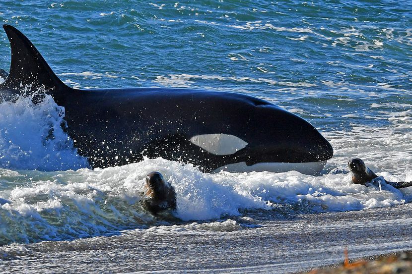 Una orca caza cachorros de lobos marinos en una playa de Punta Norte en la Península Valdés,...