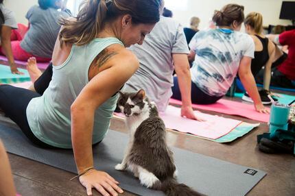 Drunk Yoga shares a commonality with kitty yoga, puppy yoga and goat yoga: Everyone's trying...