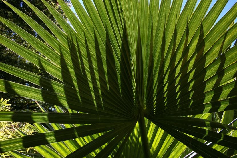 Several palm varieties can survive in North Texas.