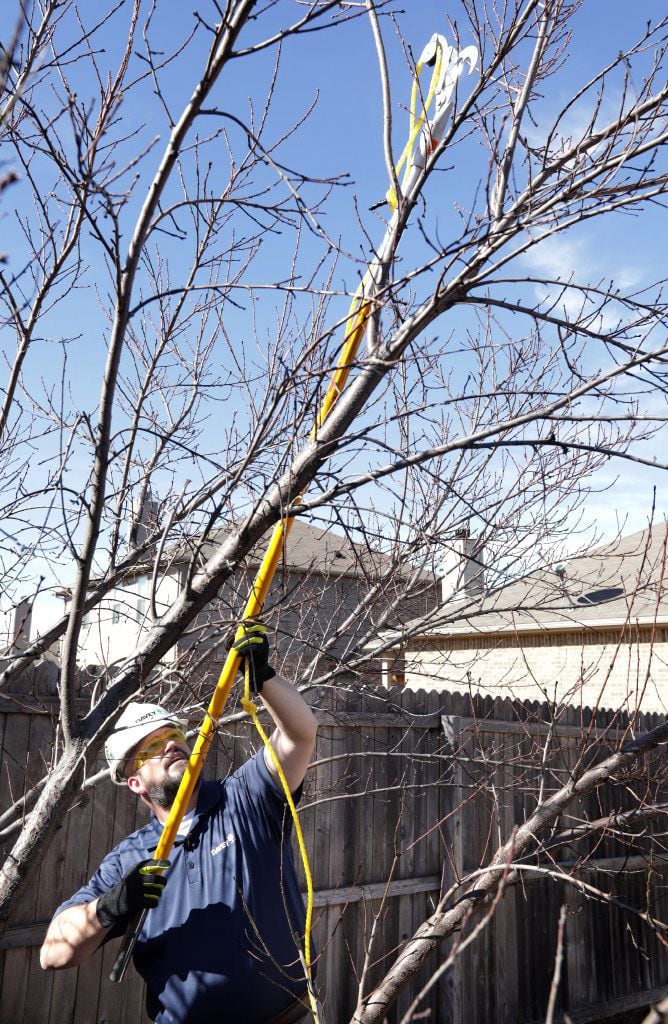 Brian Cox, with The Davey Tree Expert Company, prunes a peach tree at a client's home in...