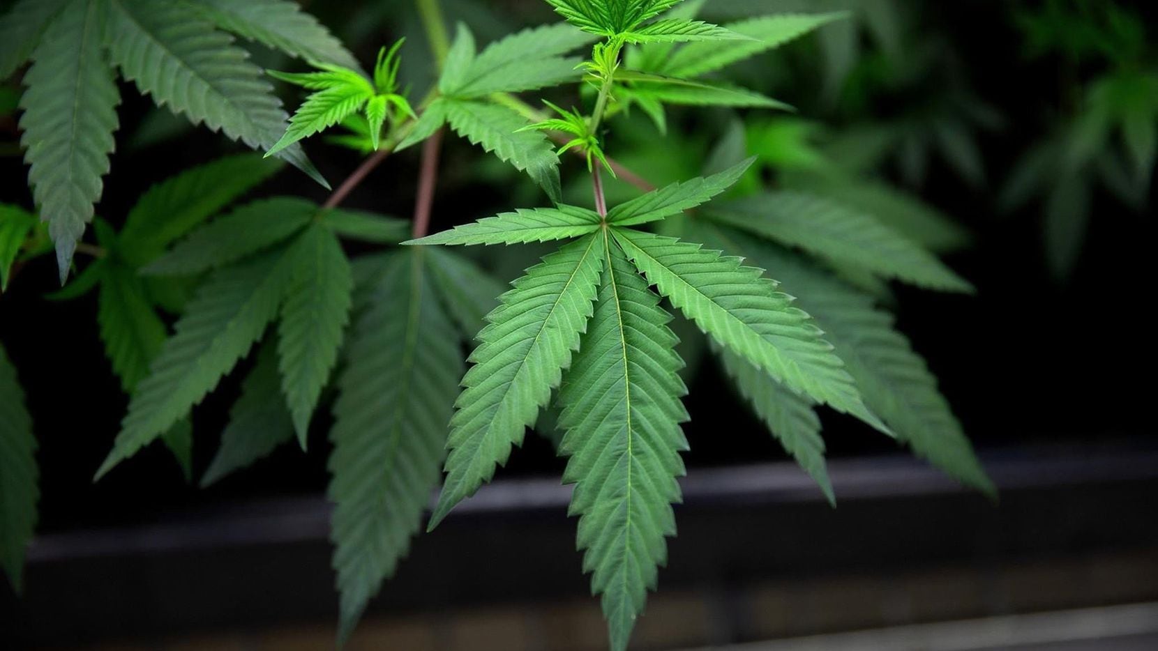 Marijuana plants grow under lights at Cresco Labs medical marijuana cultivation facility Aug. 8, 2018, in Joliet, Ill. (Erin Hooley/Chicago Tribune/TNS)