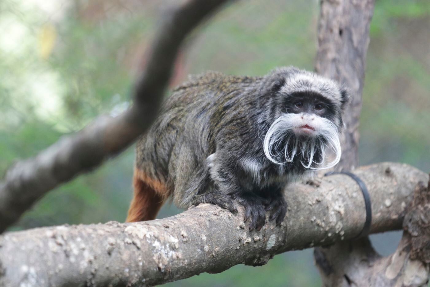 Cierre Del Vivero Del Mono Arriba. Monos Exóticos En El Zoológico