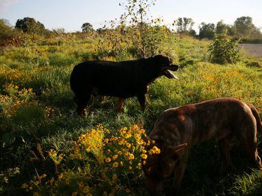 Cruz (top) and Archer walk around after sunrise at Bonton Farms off Ravenview Road in...
