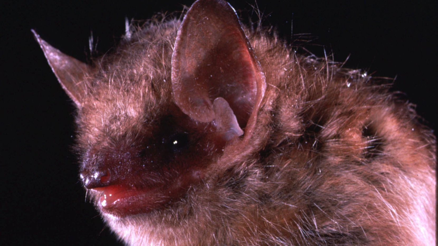 Pictured is an eastern pipistrelle bat, a species that is frequently linked with human rabies cases.