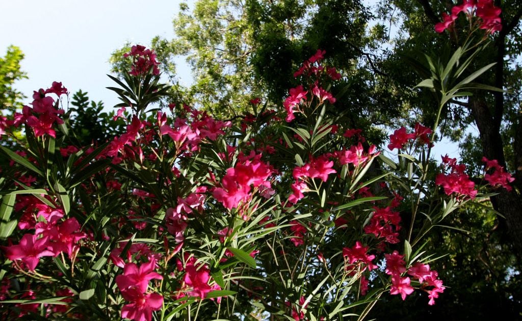 Plant Flowers Easy Grow Landscaping Plants Shrub Garden Pink Oleander 1 Gal 