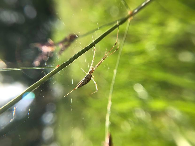 A long-jawed orb weaver sits on its web alongside the Trinity River in Fort Worth. These...