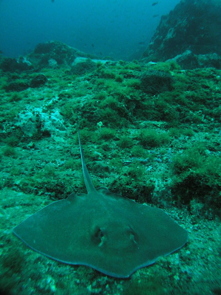 Southern stingrays often rest in the valleys between pinnacles at Stetson Bank near Flower...