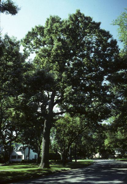 Chinkapin oak. An excellent native shade tree that can withstand drought. It is a good shade...