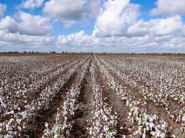 Cotton grows, Tuesday, August 9, 2022, in Victoria, Texas. During a normal growing year, the...