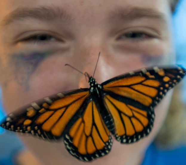 A Monarch butterfly lands on a girl's nose.
