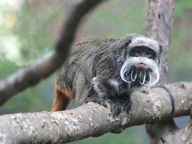 En esta fotografía cortesía del Zoológico de Dallas se ve a un mono tití emperador que vive...